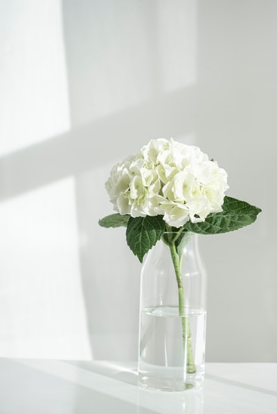 透明玻璃花瓶中的白玫瑰